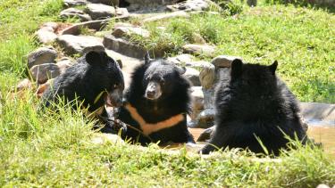 Bear Sanctuary Vietnam